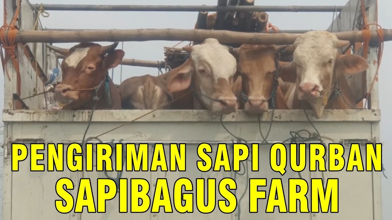 
                                 Pengiriman-Sapi-Qurban-2022